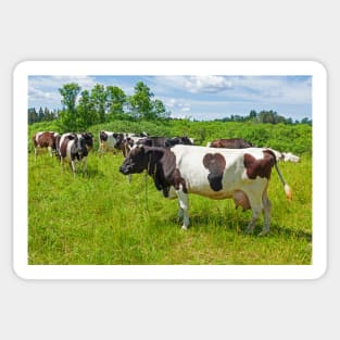 A herd of Holstein Friesian cows grazing on a pasture under blue cloudy sky Sticker